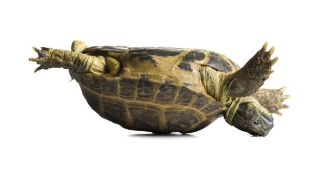 Tortoise falling over